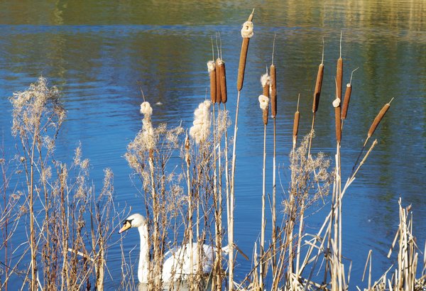 the lake