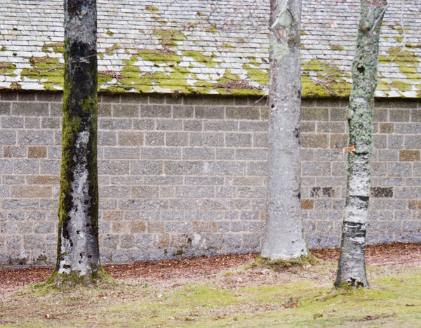 Three Trees