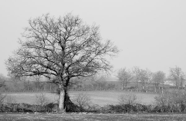 Tree in the Mist