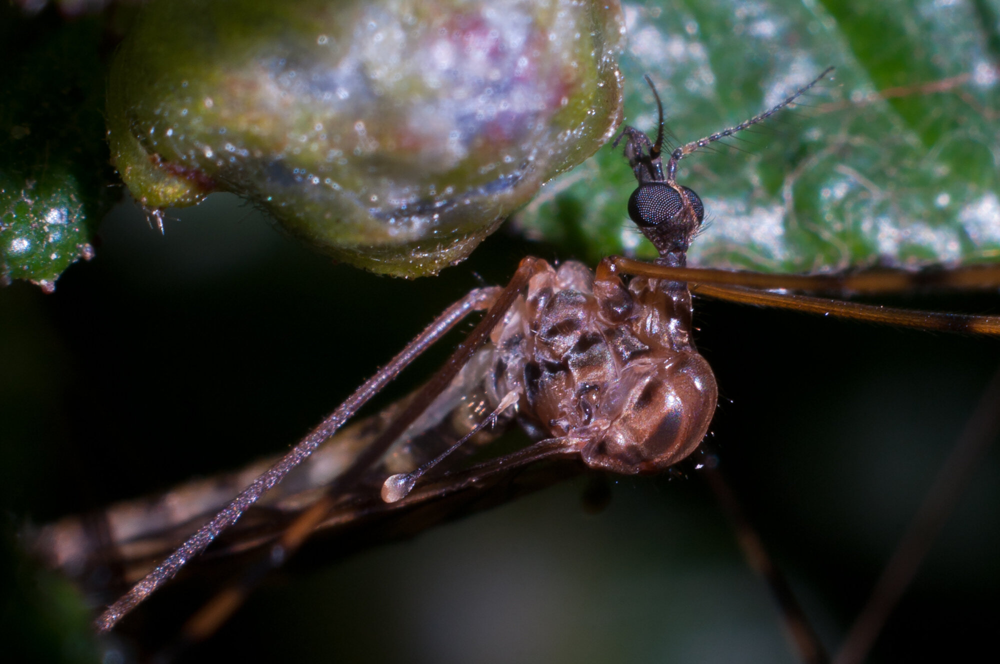 Crane Fly