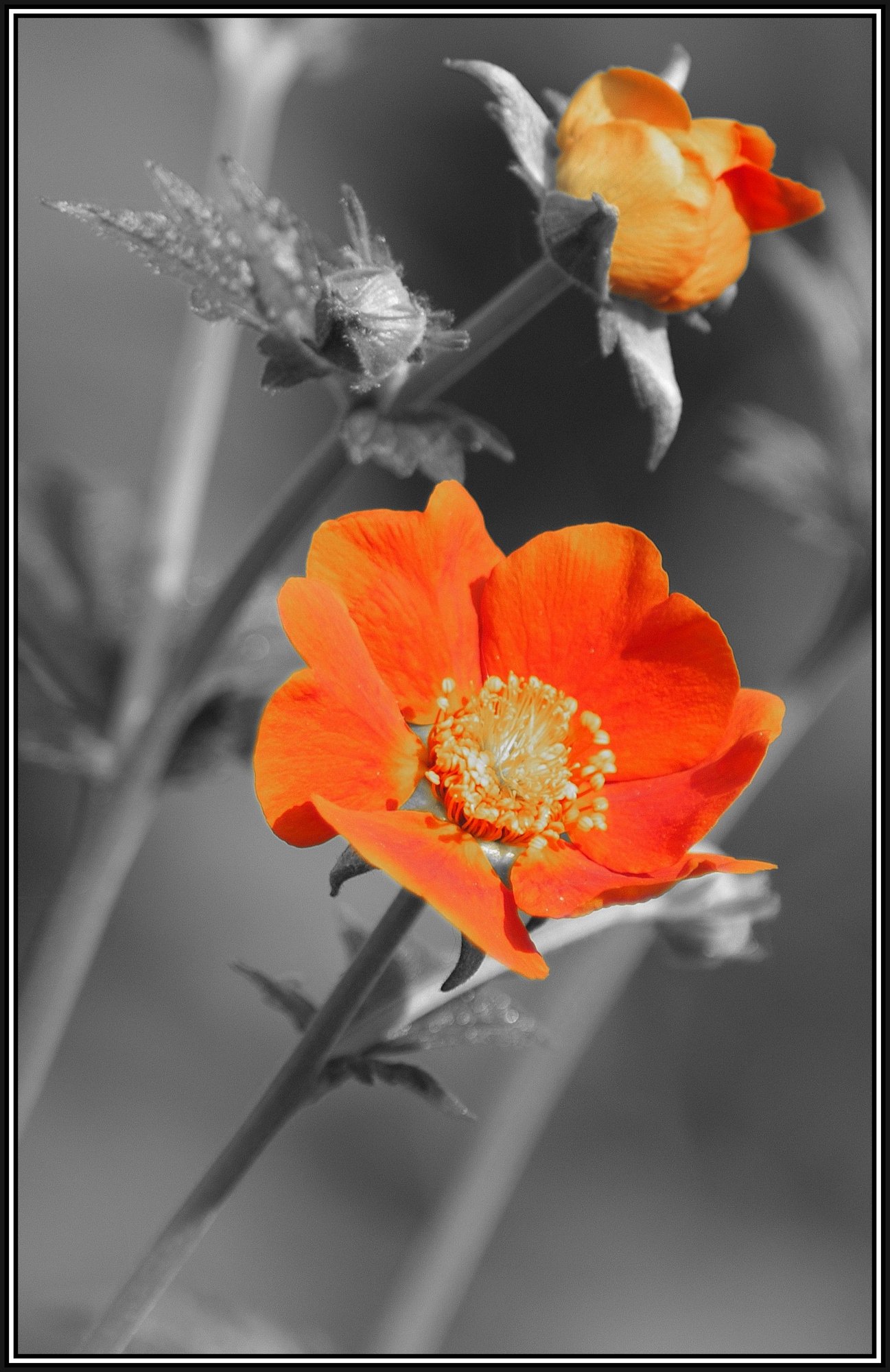 Geum