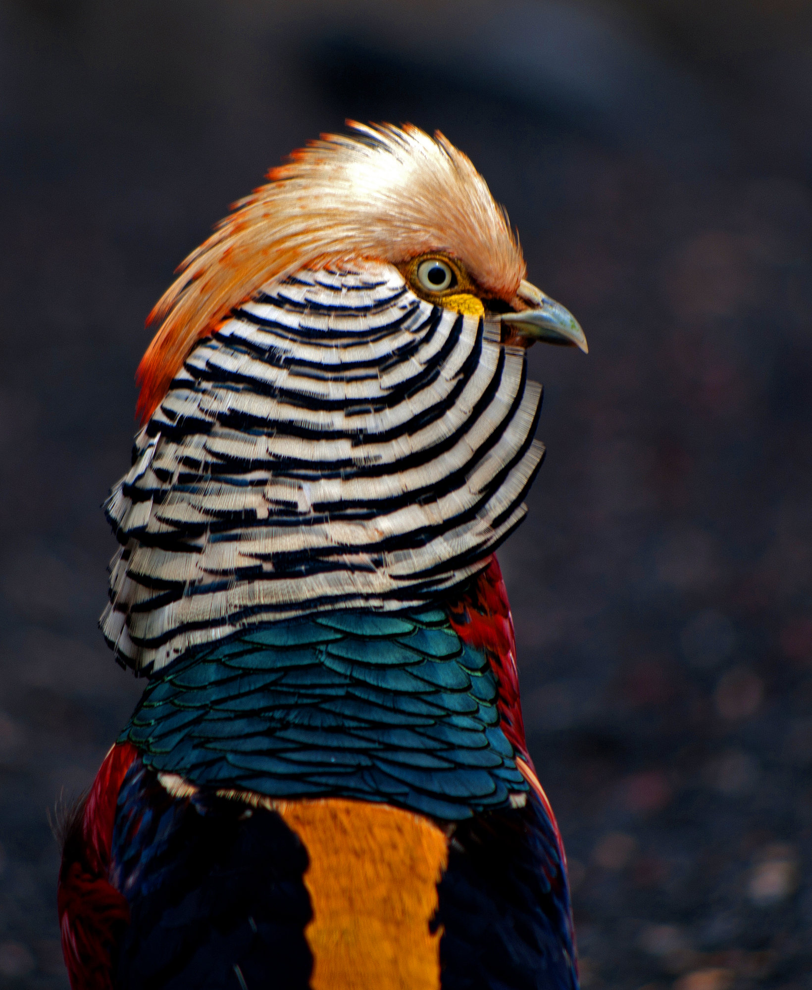 Golden Pheasant