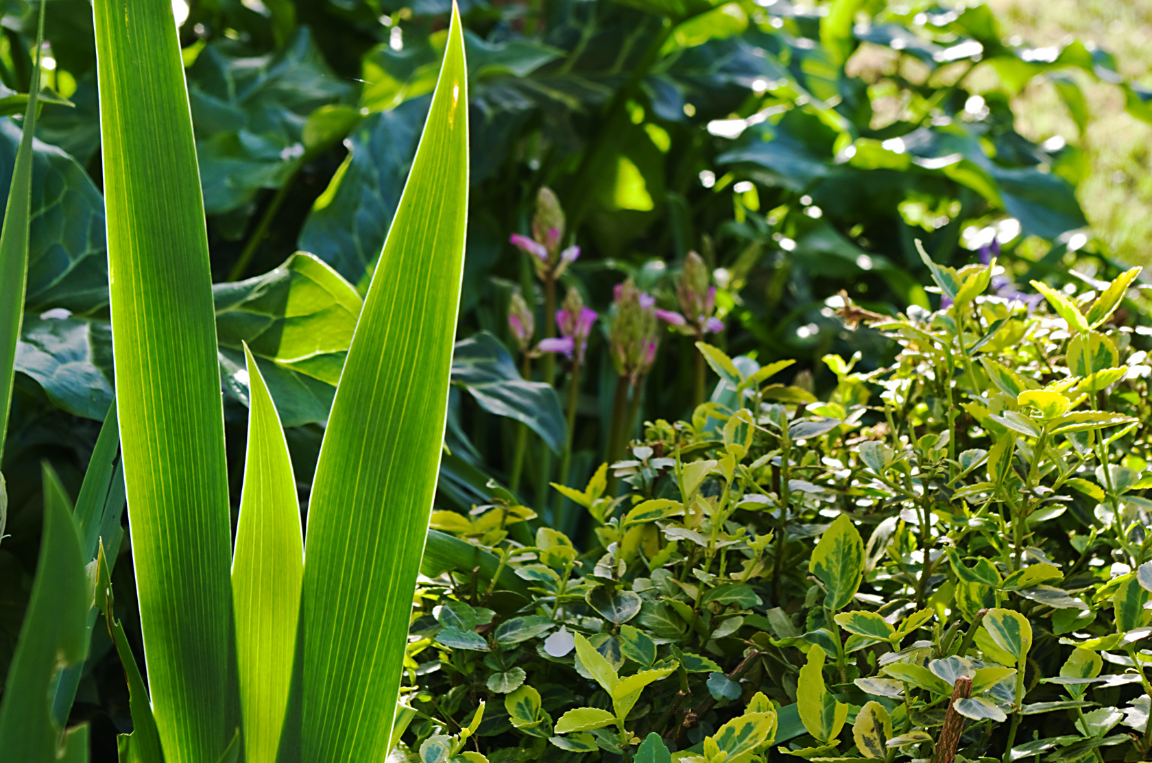 Green, with chewed leaves bottom left