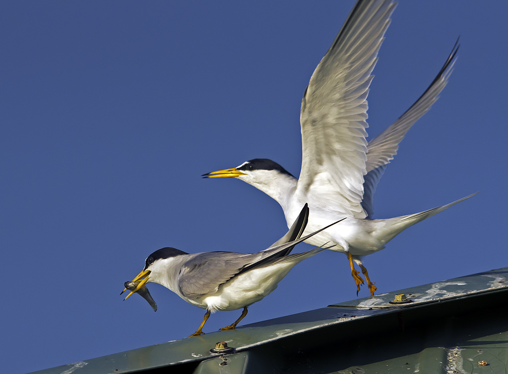 Least Terns
