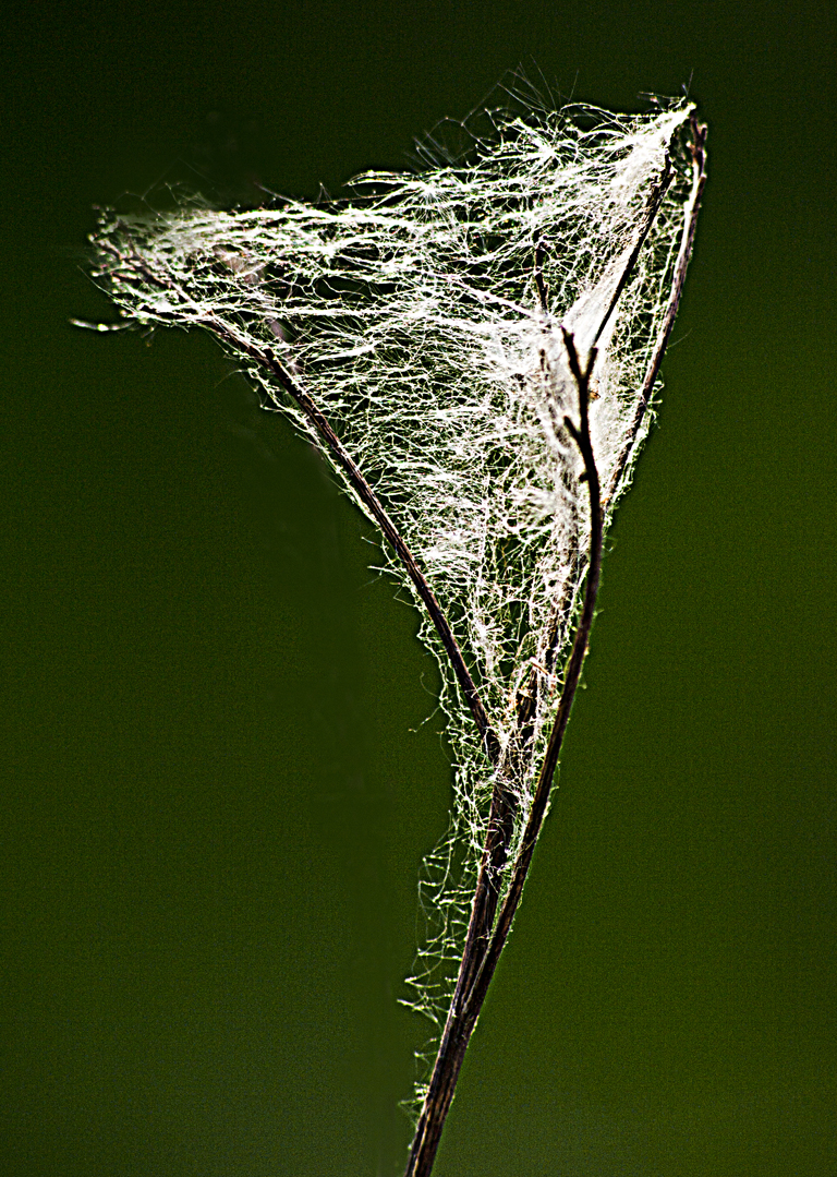Nature close-up