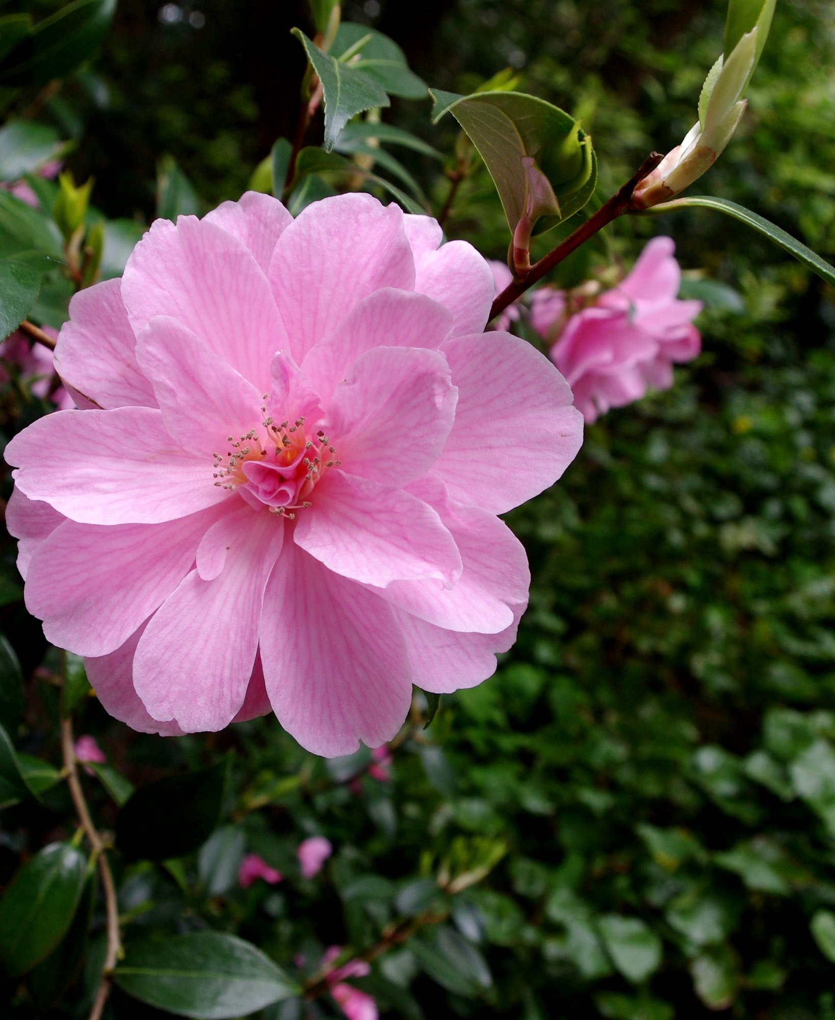 Pink blossom
