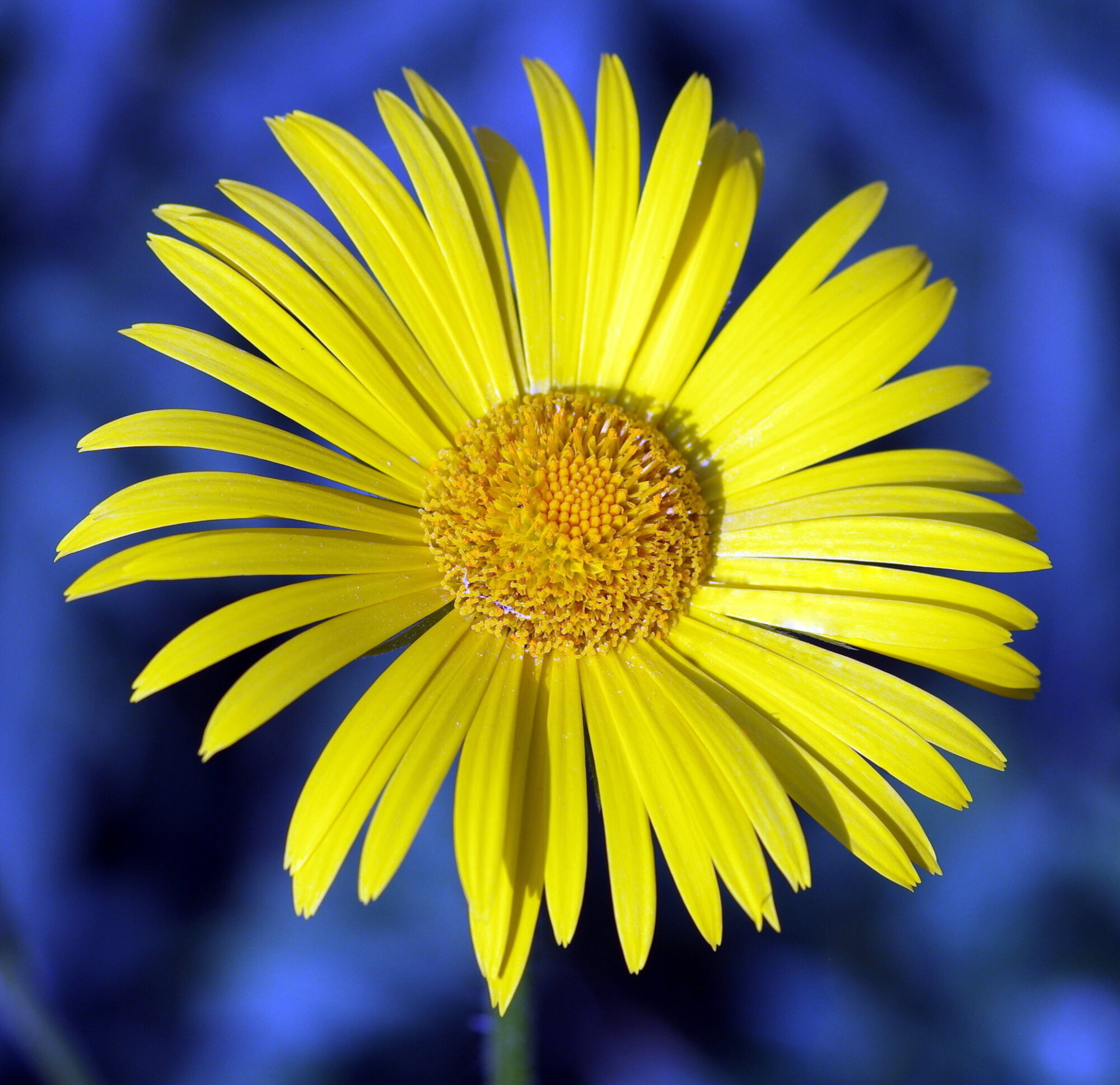 Spring