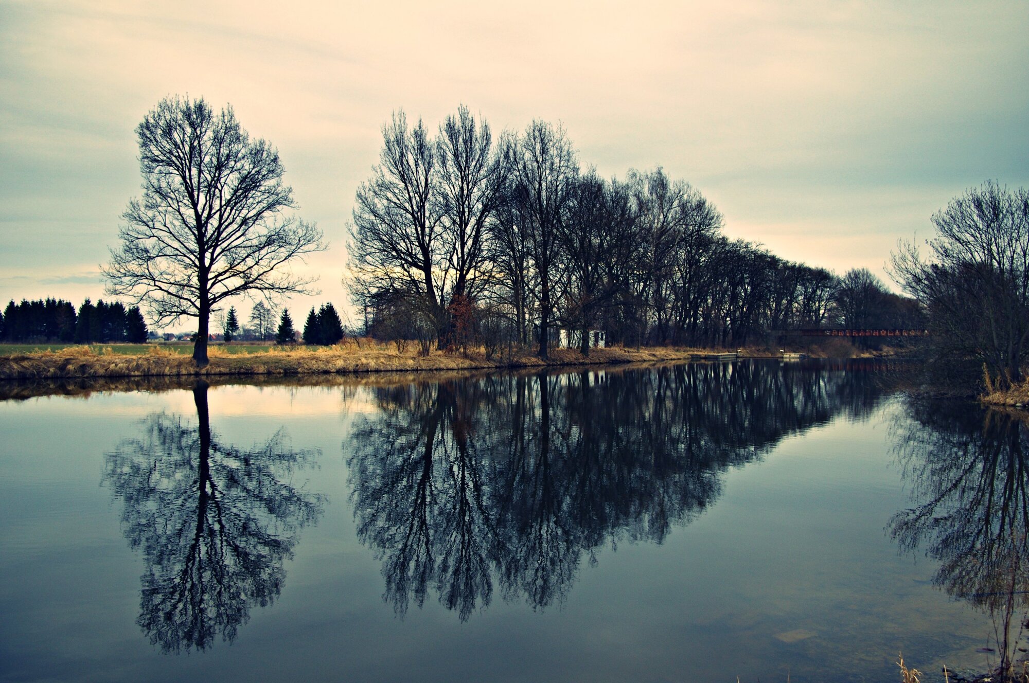 Tree line reflection