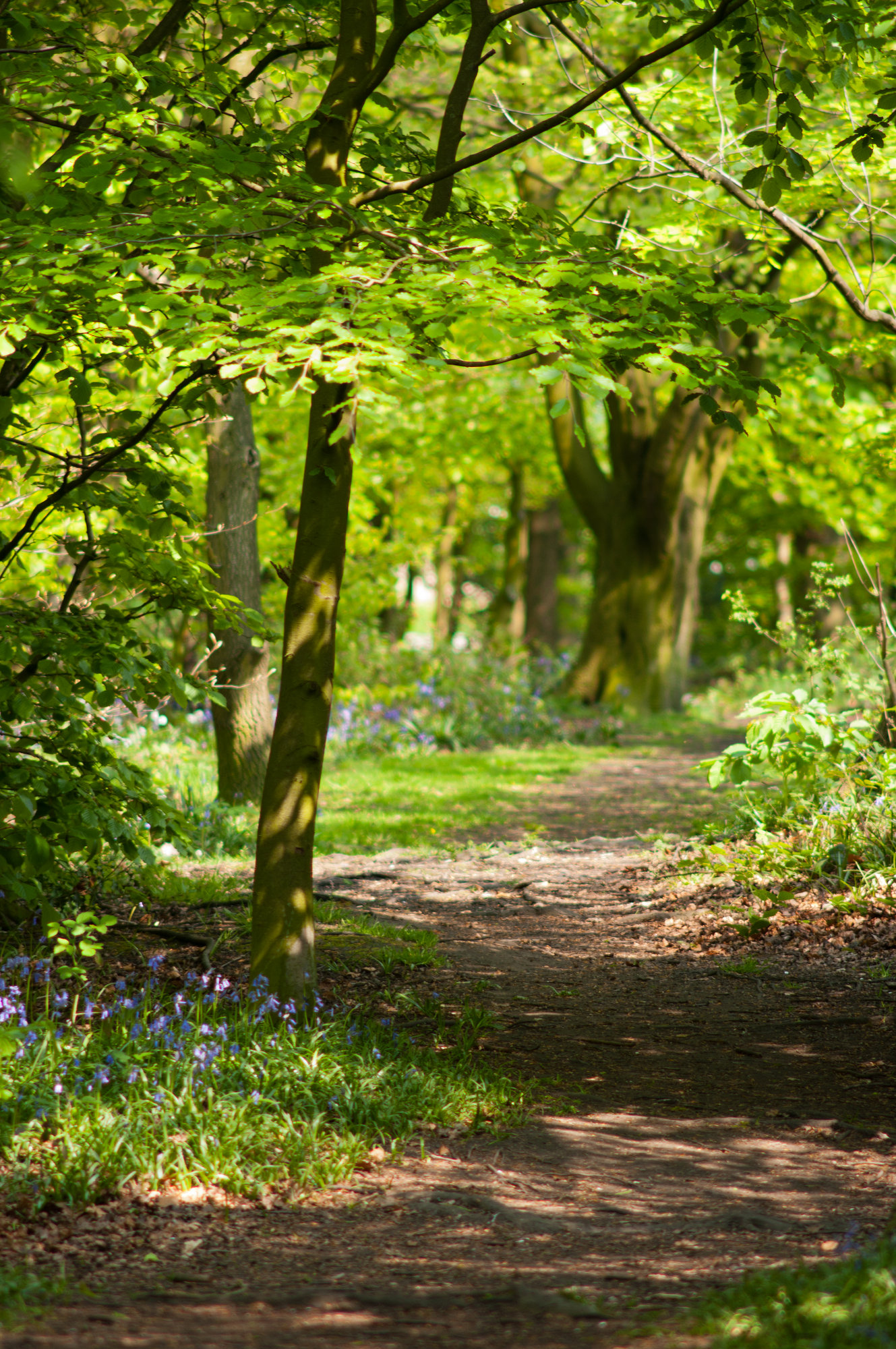 Winding Path