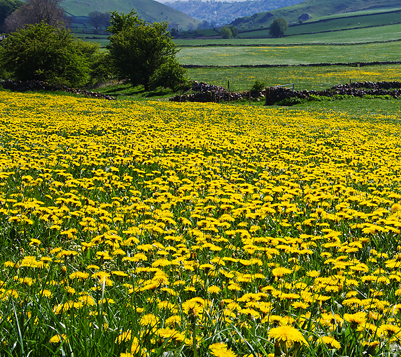 A carpet of yellow