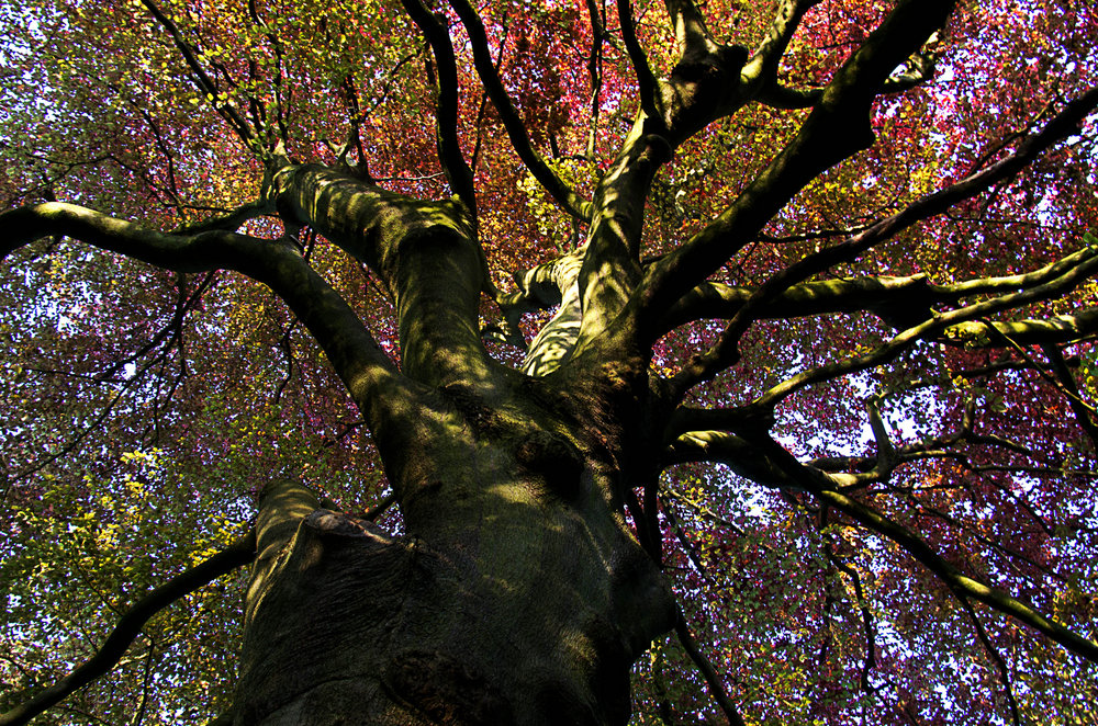 Beech