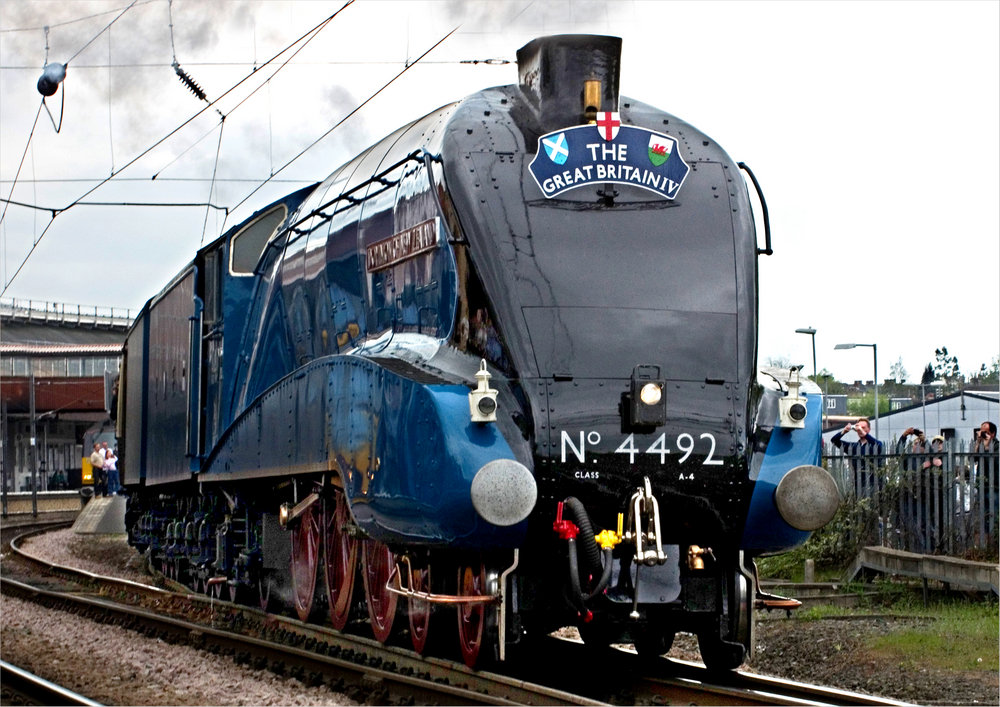 Bittern at York
