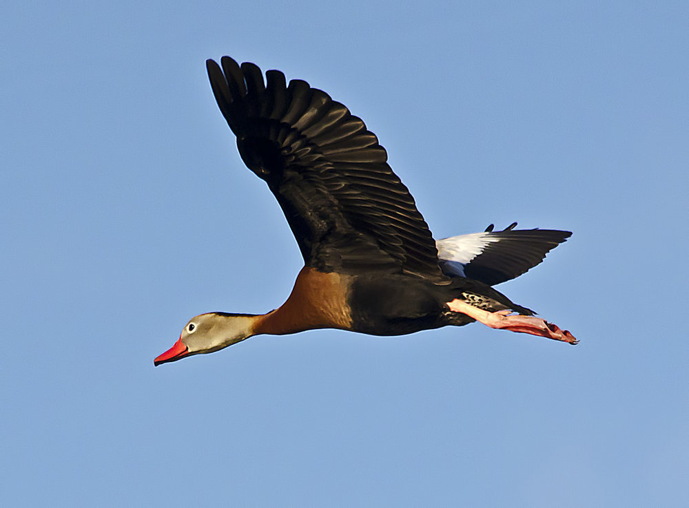 Black-bellied Whistling Duck