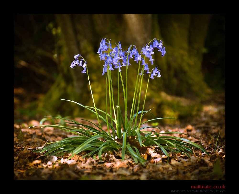 Bluebells in the Wood