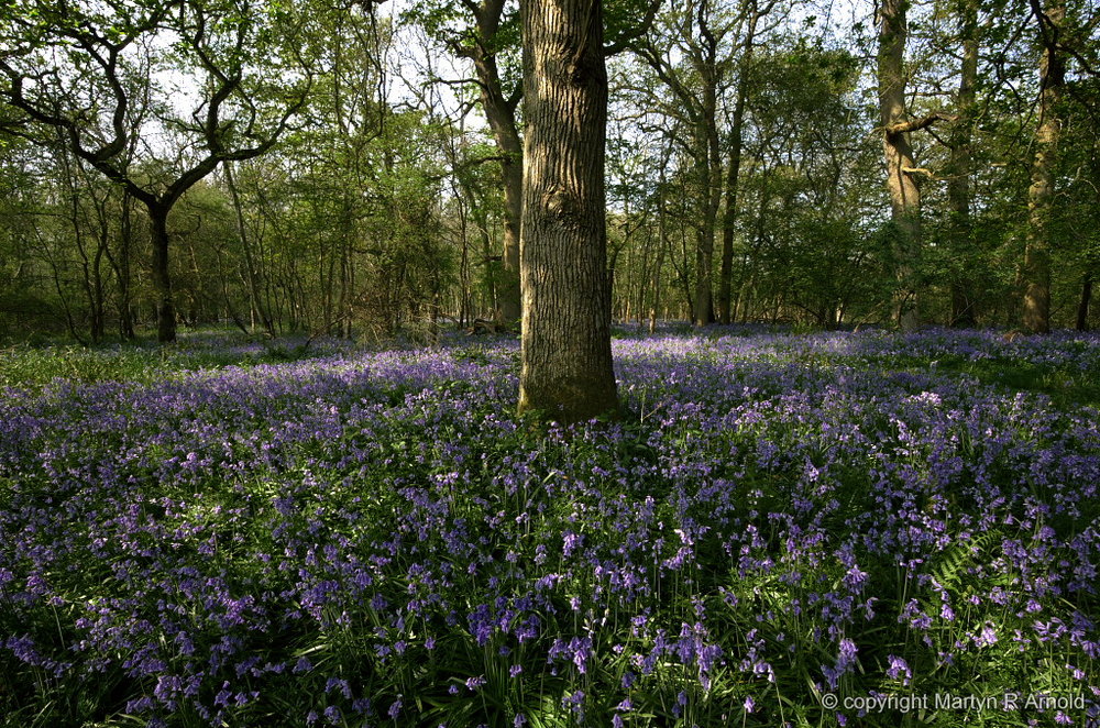 Bluebells with Sigma 8-16mm
