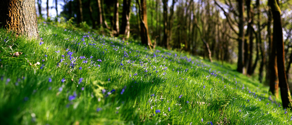 Bokeh Panorama - Bluebell woods