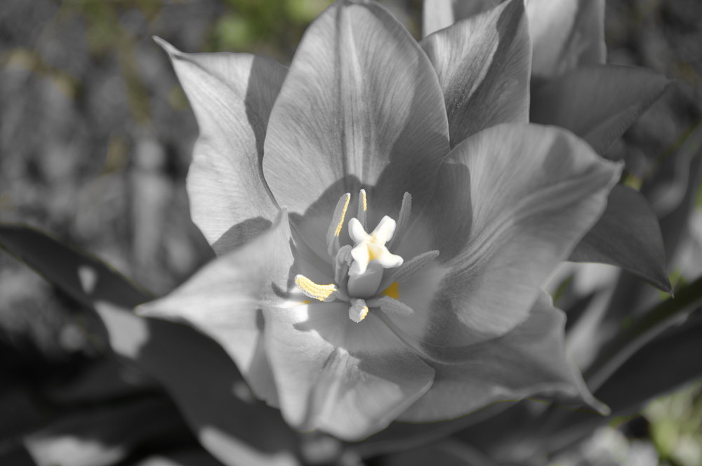 Close up of flower