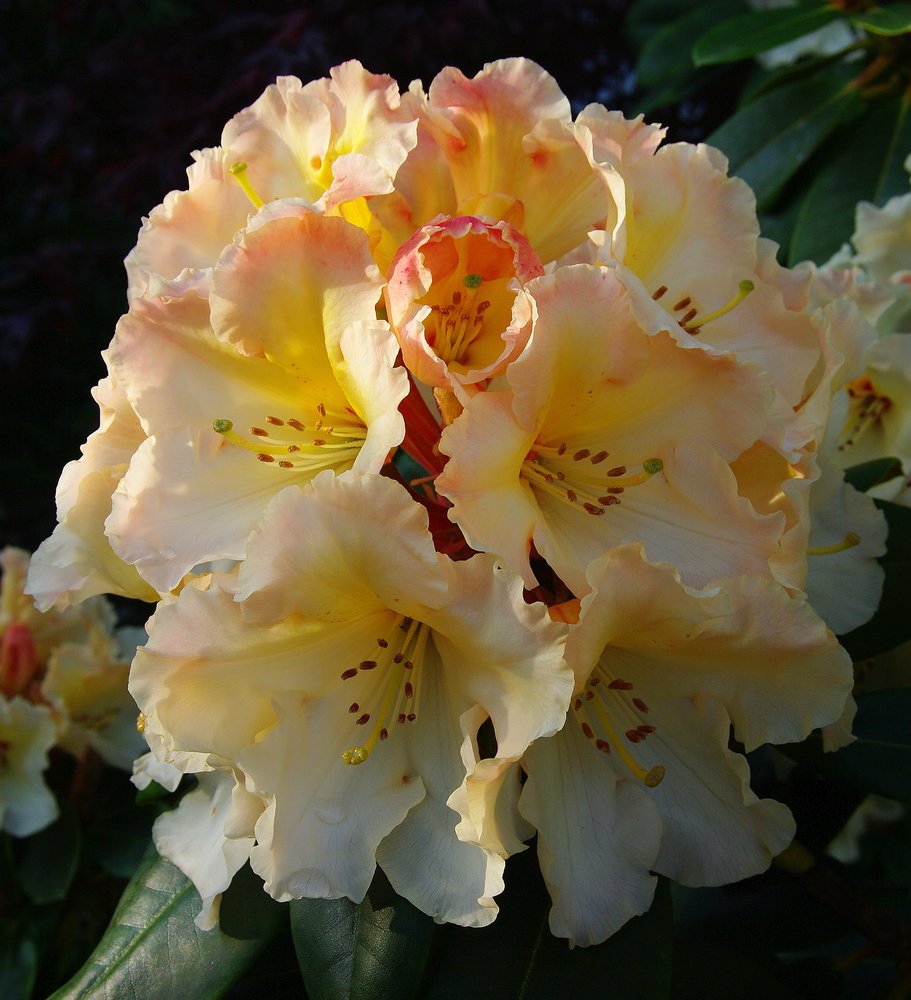 Evening rhododendron