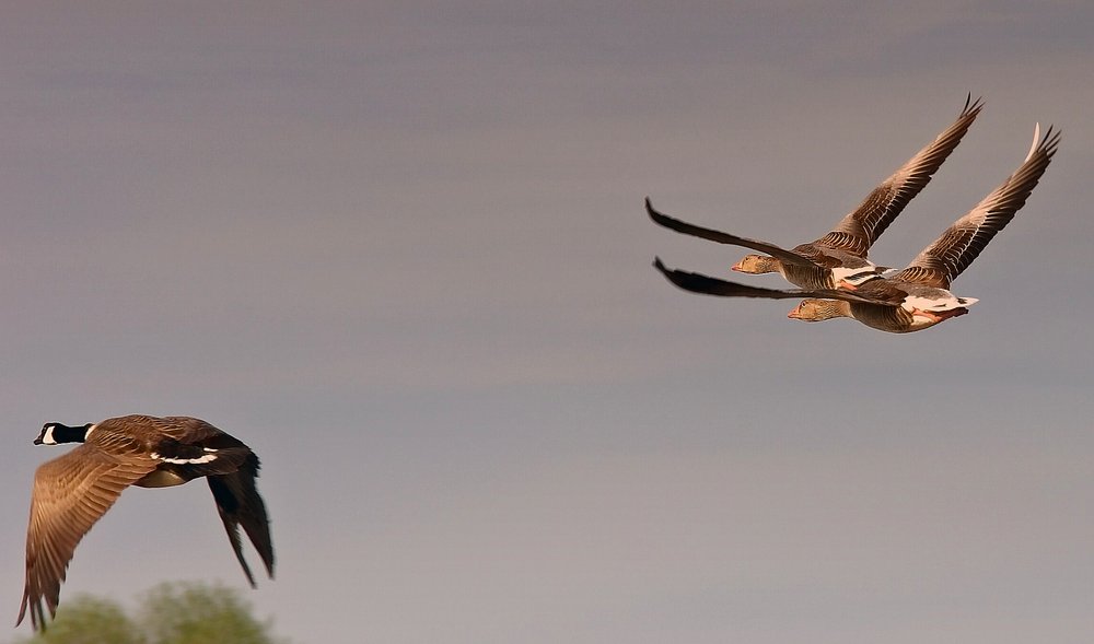 FLYING