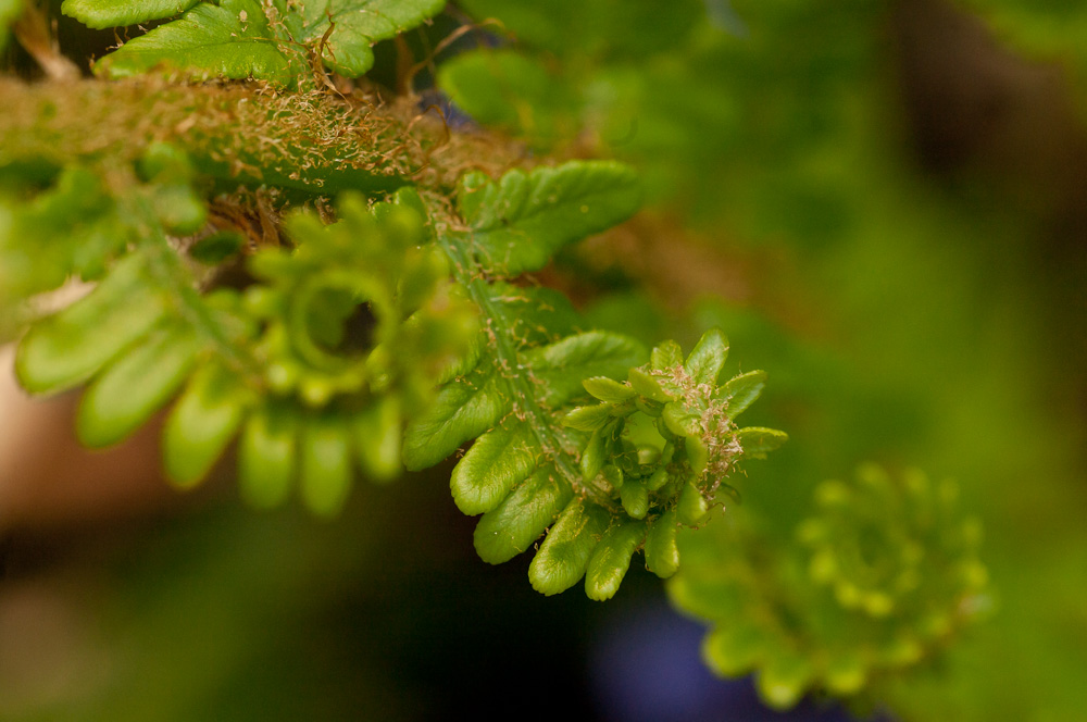 fractals