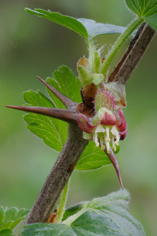 Gooseberry Flower