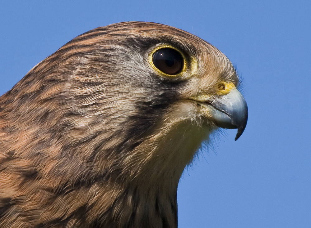 Kestrel