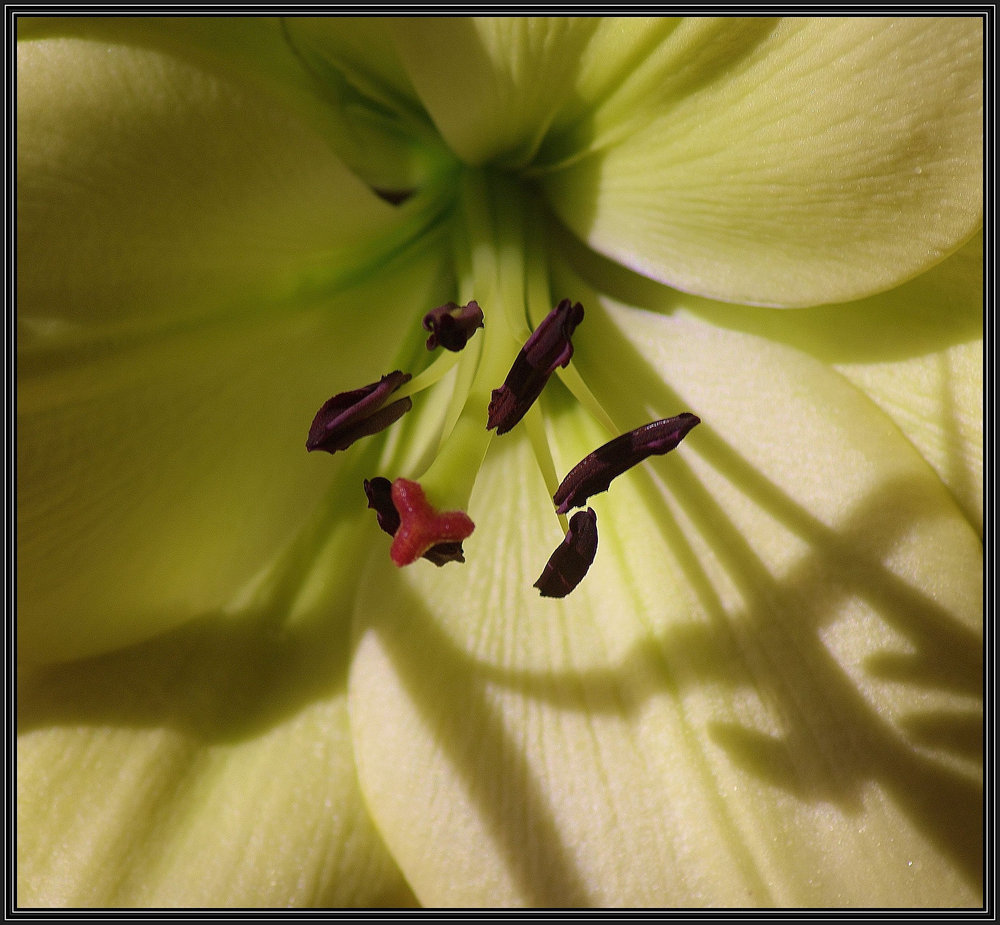 Lily