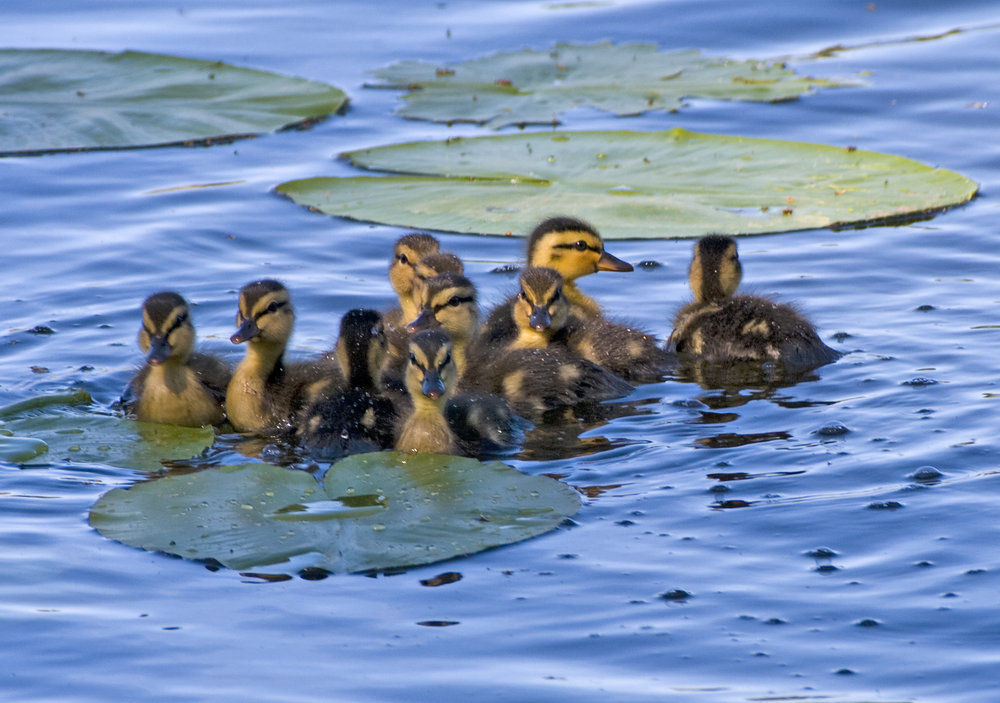 Little Fuzzballs