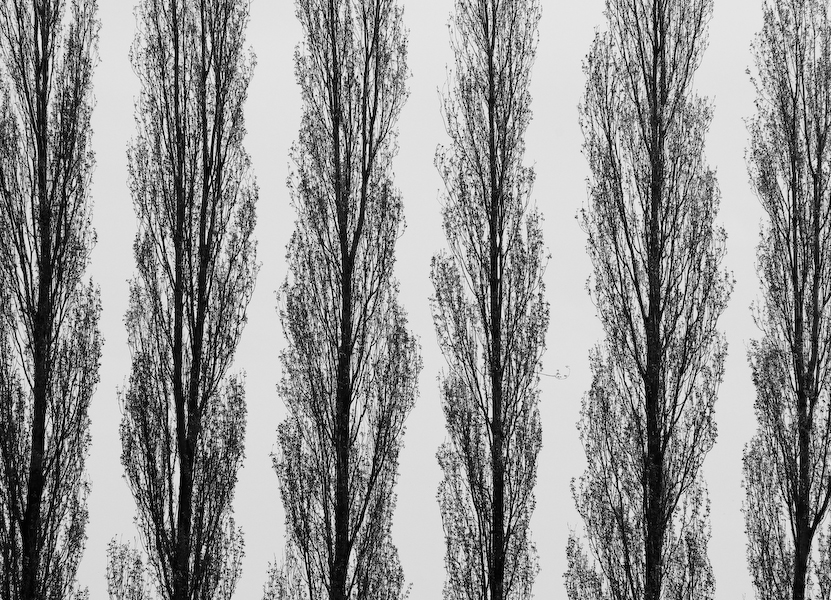 Poplars