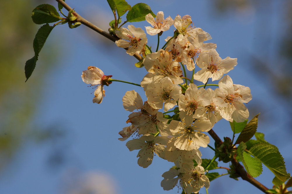 spring crown