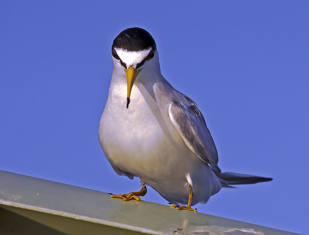Tern Face Off