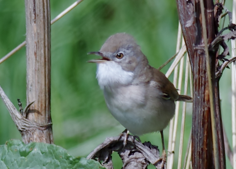 Whitethroat perhaps ?