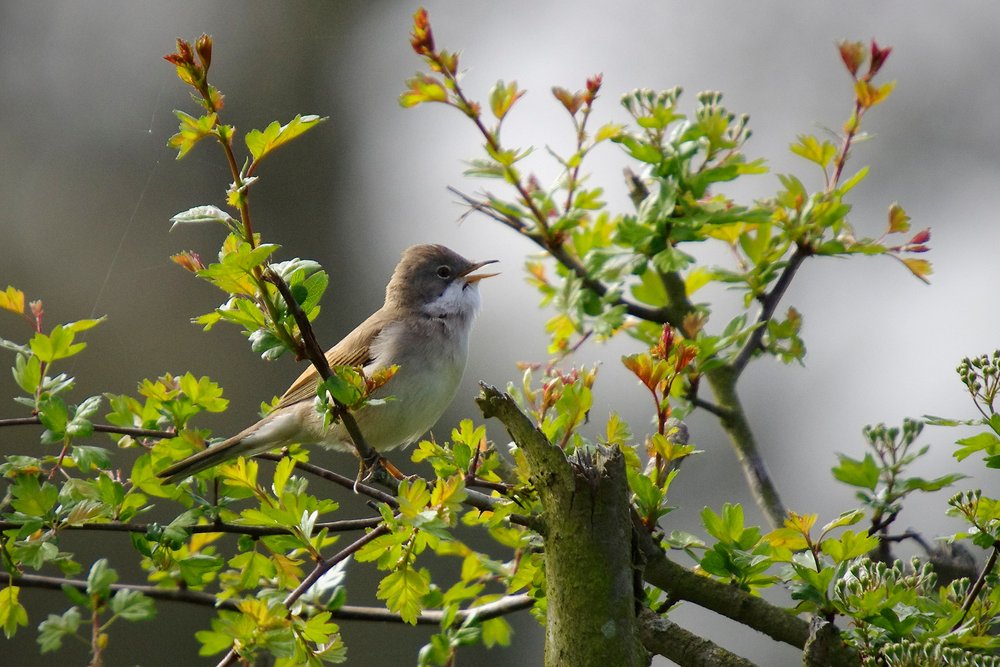 Whitethroat
