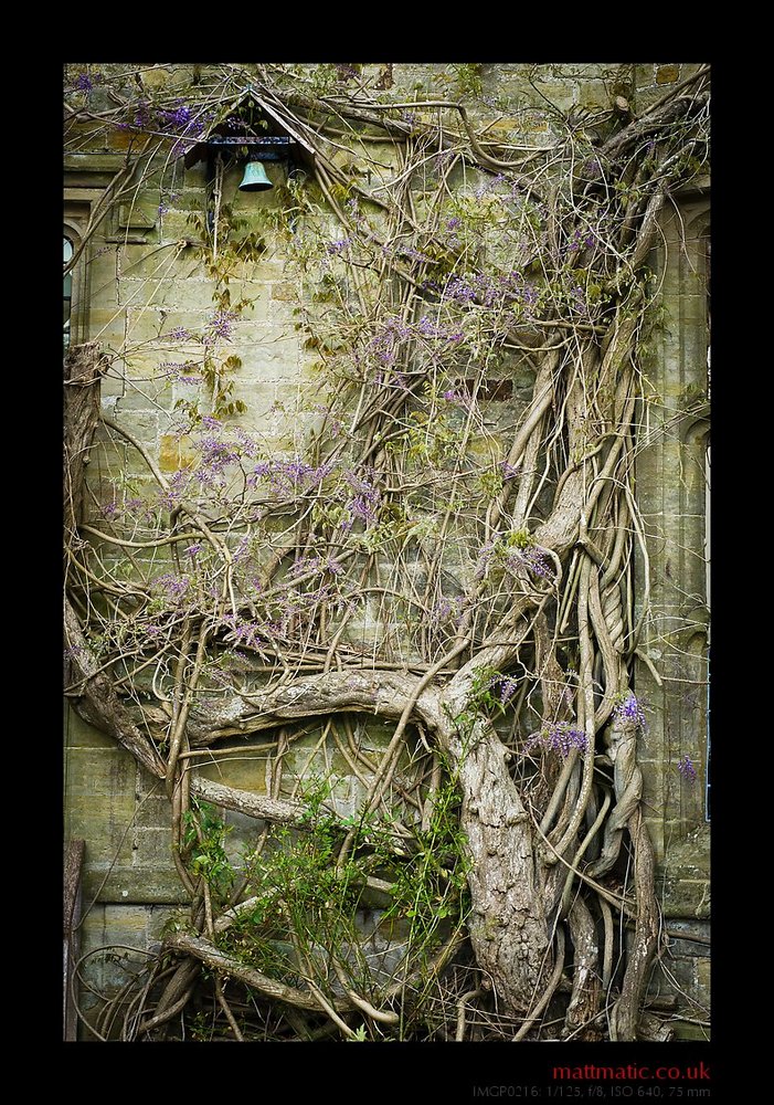 Wisteria + Bell