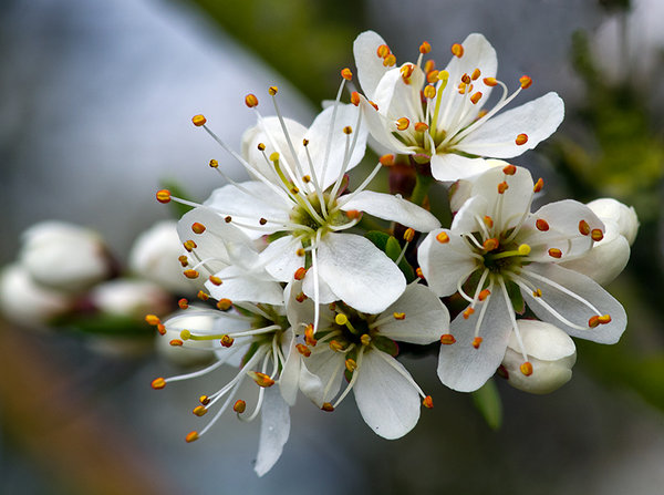 A bit more Blossom