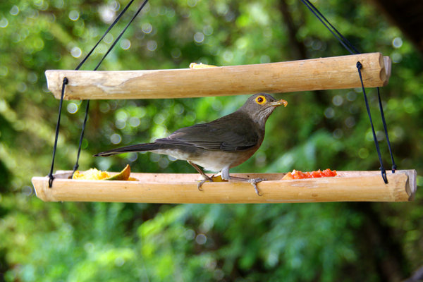 Bare-eyed Thrush