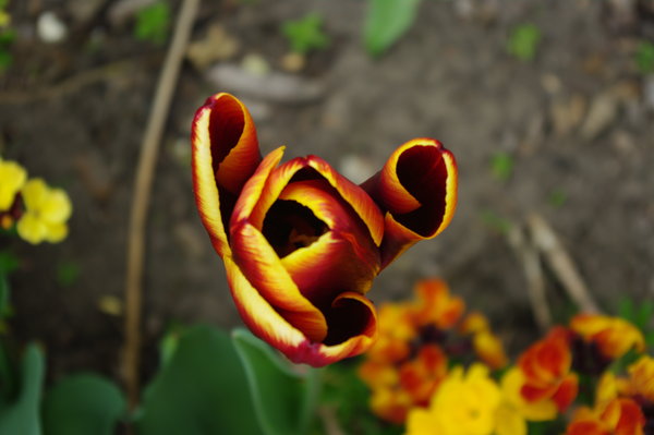 Beautiful Tulip