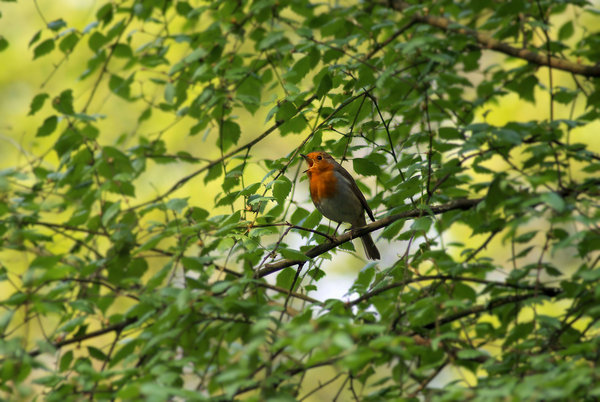 Bird in a tree