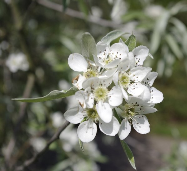 Blossom