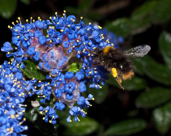 Bumble bee in flight
