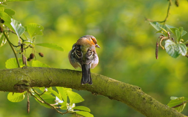 Chaffinch