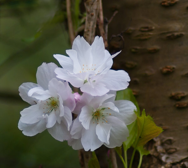 Cherry Blossom