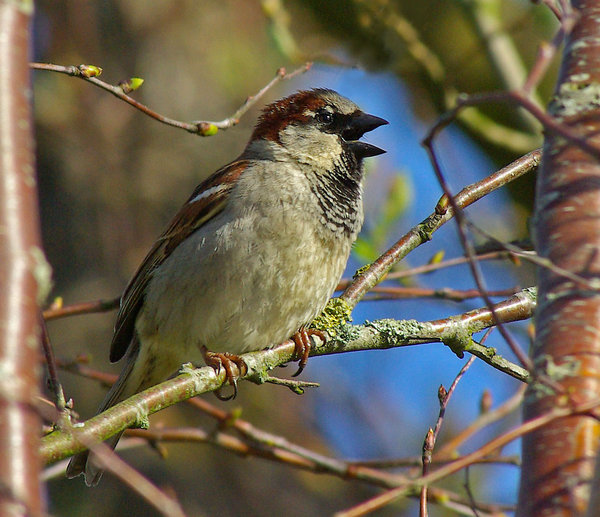 Chirpy