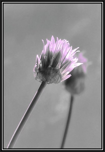 Chives