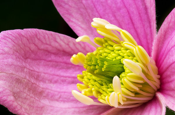 Clematis