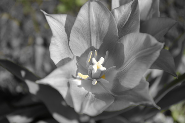 Close up of flower