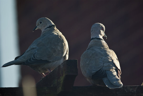 Collared Doves
