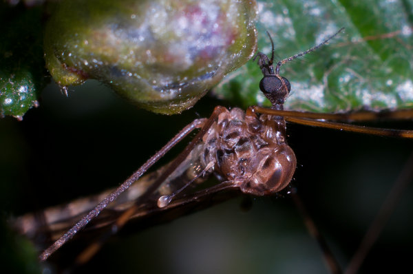 Crane Fly