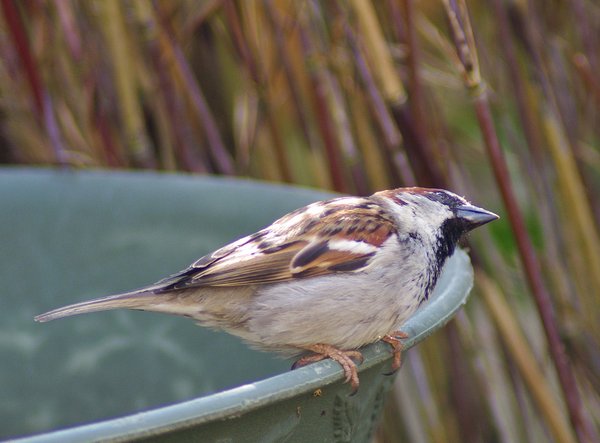 Curious Sparrow