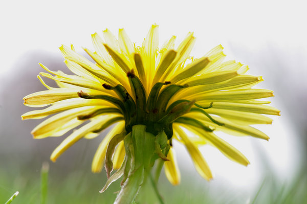 Dandelion